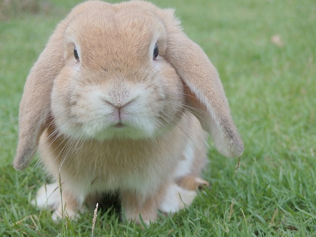 ウサギ