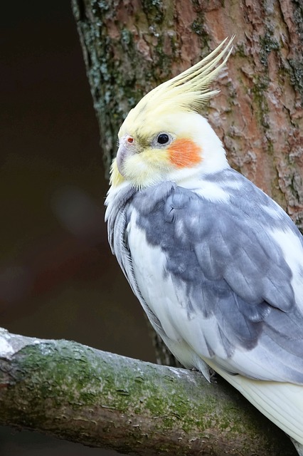 鳥